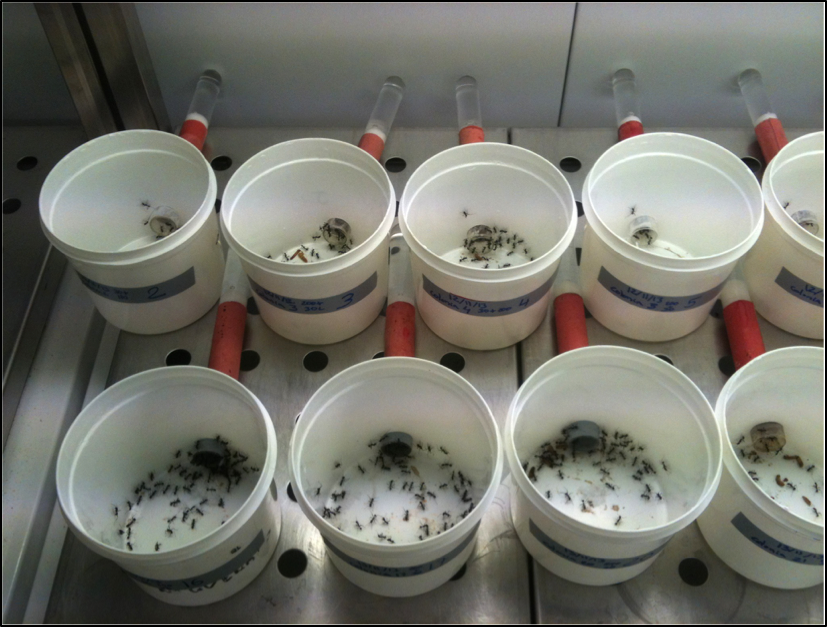 Behavioural study of ants in a climate chamber (Olivier Blight)